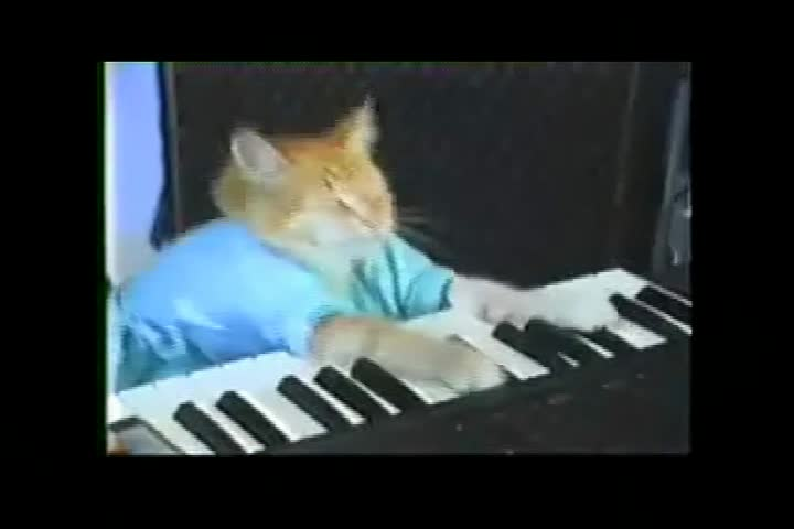 2008 Piano Cat